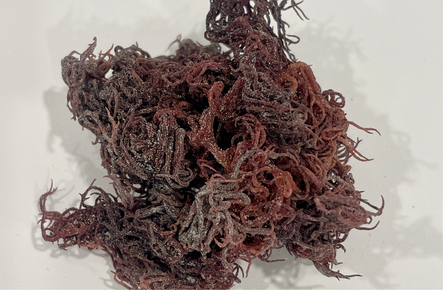 Purple Sea Moss