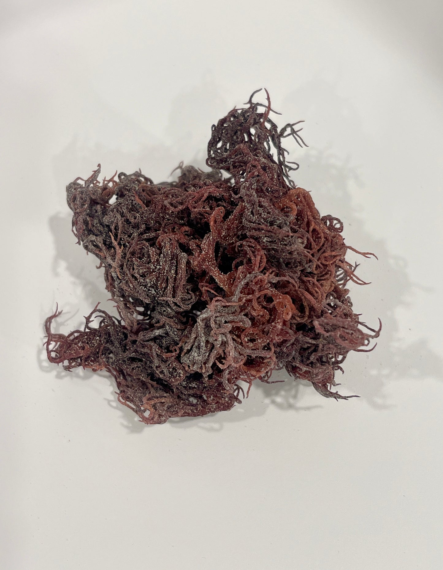 Purple Sea Moss
