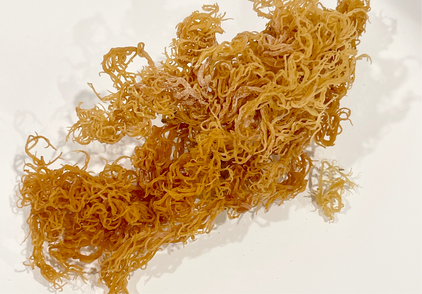 Gold Sea Moss