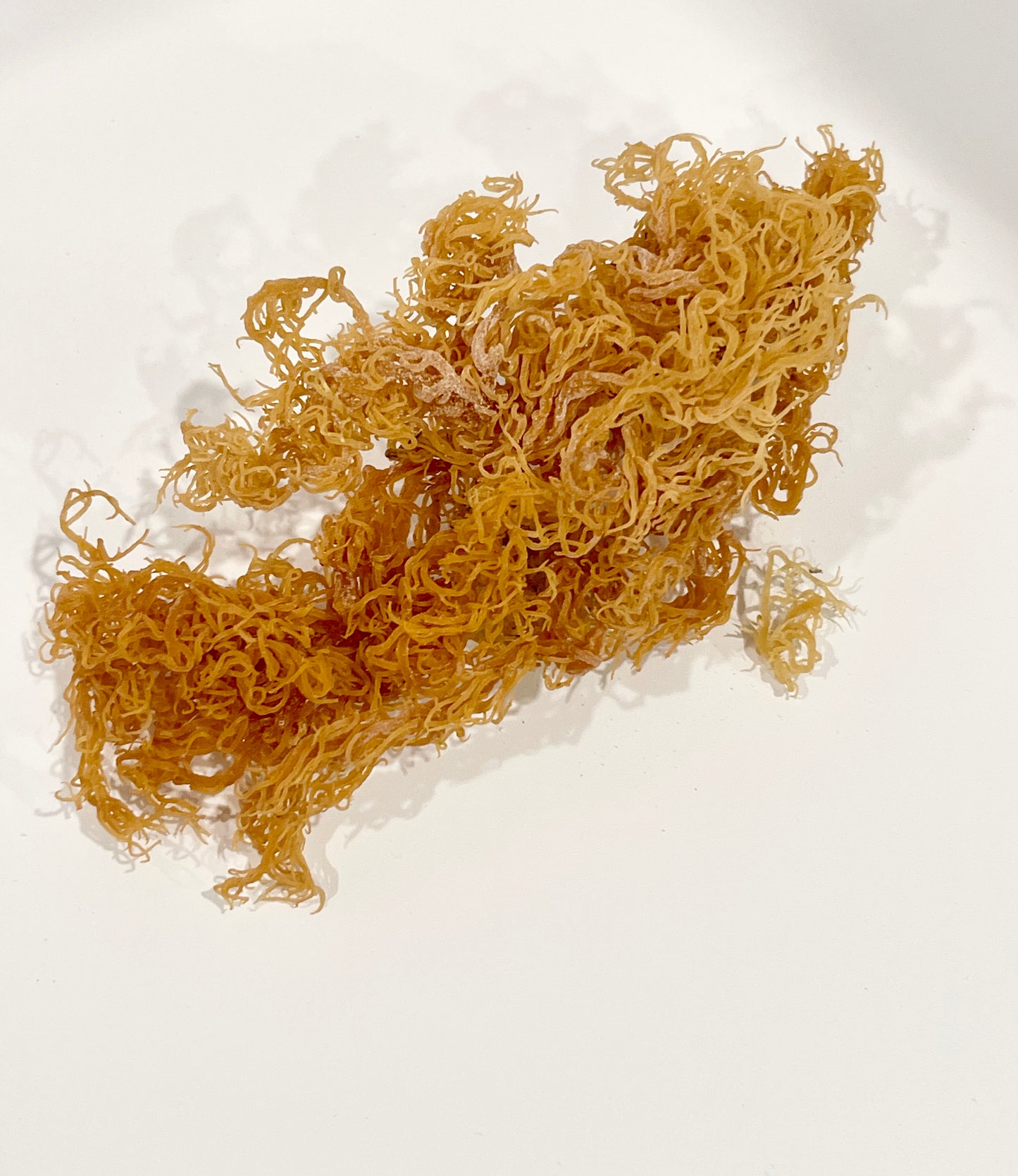 Gold Sea Moss